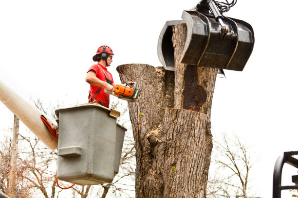 Trusted South Fulton, GA Tree Services Experts